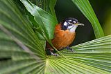 Bay Wren